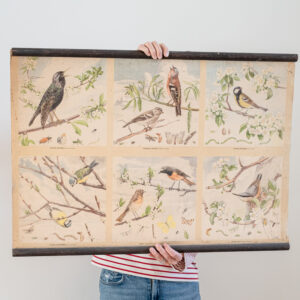 Školní plakát - ptáci