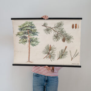 Školní plakát - borovice