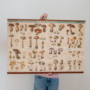 Školní plakát - houby