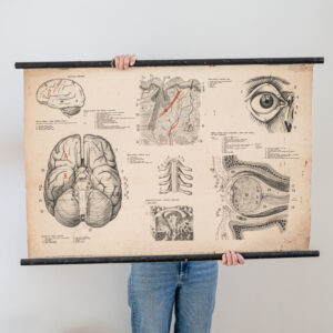 Školní plakát - zrak