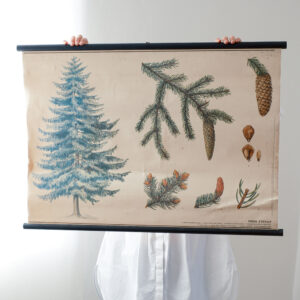 Školní plakát smrk