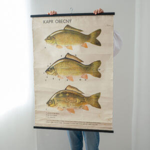 Školní plakát kapr obecný