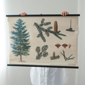 Školní plakát jedle