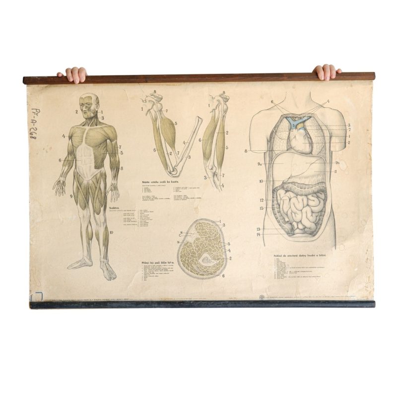 Školní plakát - anatomická tabule